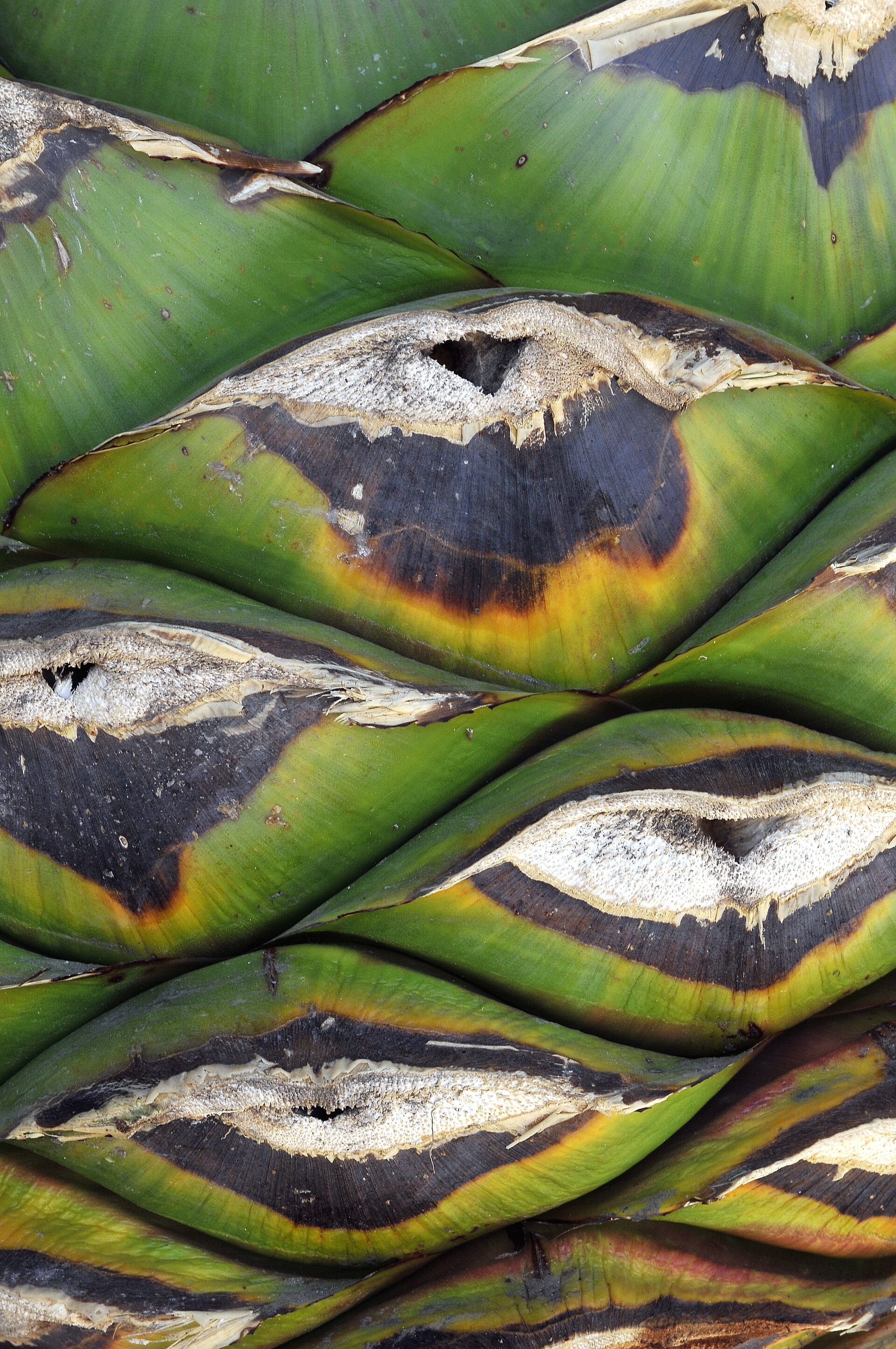 Agave and mezcal in Oaxaca
